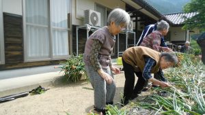 かじかの里　５月玉ねぎ収穫 (3)